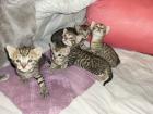 EDELMIX Russisch Blau Bengal Kitten - 2 Jungs 3 Mädchen