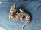 1. 0 Raptor Het Diablo blanko Leopargecko Männchen Enz 22 Übergabe Houten oder Hamm möglich snake r