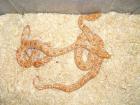 1 1 Albino Tigerpython albino het. albinogreen NZ. 05/10