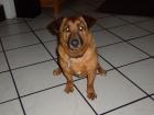 Dackel Chow-Chow Mix Kasper sucht dringend neues liebes zu Hause