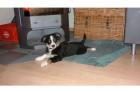 Australian Shepherds aus Kontrolierter Hobbyzucht