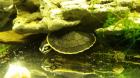 Wasserschildkröten Emydura Subglobosa Nachzuchten von 2022