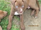 Pit Bull Welpen Red nose 2 Rüden