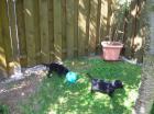 Flatcoated Retriever welpen schwarze zu vergeben