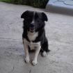 Rocco sucht ein Zuhause
