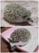 2 Afrikanische Weißbauchigel Weibchen