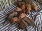 Rhodesian Ridgeback Welpen