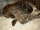 Boa c. imperator Weibchen DNZ 2022