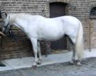 Andalusier Schimmel Wallach