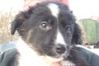 Bordercolliewelpen alter Standard