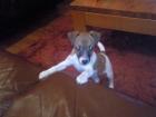 Reinrassiger Jack-Russel-Terrier rüde 7 monate alt hochbeinig
