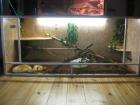 Verkaufe mein Tigerpython Paar mit XXL Terrarium albino wildtyp