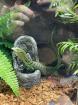 Terrarium und Varanus prasinus männchen