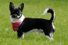 Chihuahua Jungrüde mit Zuchtzulassung tolle Farbe Kurzhaar
