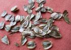 Bienenweide Silphie SAMEN mehrjährige und winterharte Staude