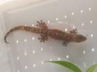 Jungferngeckos Lepidodactylus lugubris