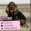 Houdini - netter sozialer Rüde