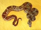 1 0 Kaiserboa SALMON HET. ALBINO DH SUNGLOW NZ 2022