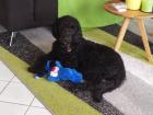 Wurfankündigung F1 Labradoodle