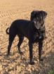 Saupacker Molosser Welpen Papiere Dogge Cane Corso/Rottweiler-Mastiff