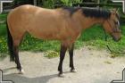 Ganz brave Quarter Horse Stute zu verkaufen