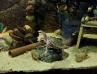 2 Schwarzknopfhöckerschildkröten mit komplett Aquarium weiterem Besatz Technik Zubehör