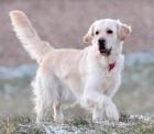 Wurfankündigung Golden Retriever Welpen für Mitte Dezember 2023