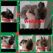 Reinrassige löwenkopfkaninchen Babys