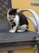 Kastrierter Kater 14 Monate schwarz-weiß