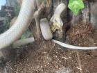 Albino Kornnatter Terrarium sowie Unterschrank und Zubehör