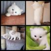Kitten Kätzchen Perser Kater weiß