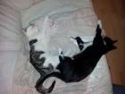 2 kleine süße Katzenkinder suchen ein neues zu Hause