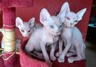 3 super süße rosa Zwerge Canadian Sphynx suchen ein neues Zuhause.