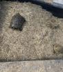 Griechische Landschildkröte männlich 11 Jahre alt
