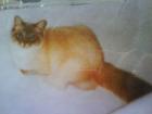 Hl. birma kater entlaufen