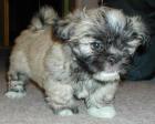 Lhasa Apso Welpen zu verkaufen 700Euro mit Papiere