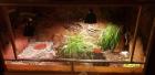 3 Griechische Landschildkröten mit Terrarium und Zubehör