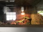 Gebe 2 grüne Leguane ab incl. Terrarium 120x60x60