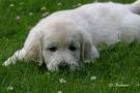 Ich suche ende mai 09 einen süßen Golden Retriever Welpen hündin