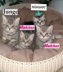 Bkh Kitten 2- weibchen und 1- männchen