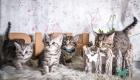 BKH-Kitten im Whiskas-Look Black-Silver-Classic-Tabby/-Spotted abzugeben