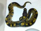 Classic 100 het Albino 66 het Clown