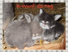 Niedliche kleinbleibende Miniwidder NHD Kaninchen Baby s