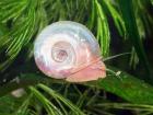 20 reinerbig rosa Posthornschnecken