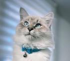 Neva Masquarade Deckkater