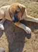 Kangal - Mischlings - Wachhund Welpen