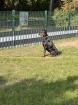 Dobermann Rude 3 Jahre alt