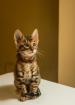 TOYGER von TICA