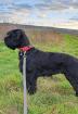Riesenschnauzer Deckrüde gesucht