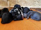 Deutsche Dogge Welpen